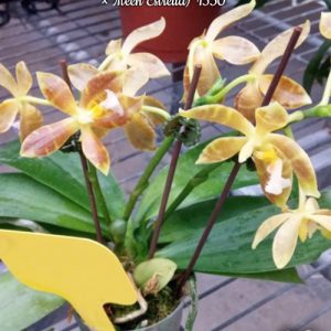 Phal. ((Sin-Yaun Golden Beauty × Tzu Chiang Orange) × Meen Estrella) '#47