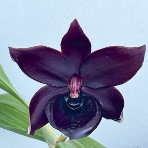 Cyc. Taiwan Black Pearl  #21