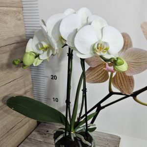 Alternative view of Фаленопсис 2 цв.   #634