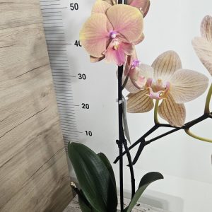 Alternative view of Фаленопсис 1цв.   #630