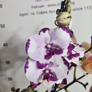 Фаленопсис 1цв.   #623