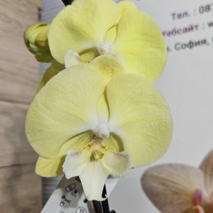 Фаленопсис 1цв.   #636