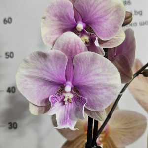 Фаленопсис 1цв.   #637