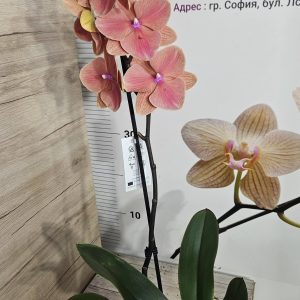 Alternative view of Фаленопсис 1цв.   #639