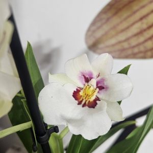 ТОП ОФЕРТА Милтония  #624