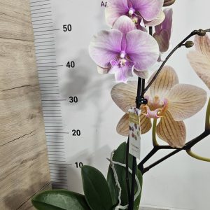 Alternative view of Фаленопсис 1цв.   #637