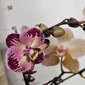 Фаленопсис 1цв.   #633