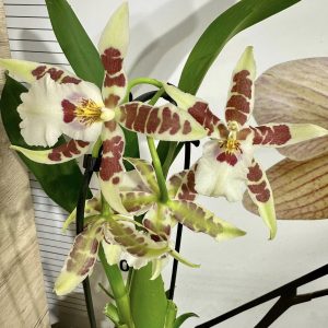 Ароматна орхидея ф9   # 03