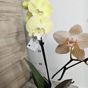 Alternative view of Фаленопсис 1цв.   #636