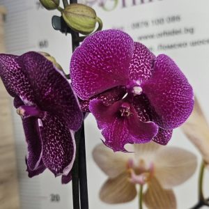 Фаленопсис 1цв.   #626