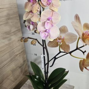 Alternative view of Фаленопсис 1цв.   #629