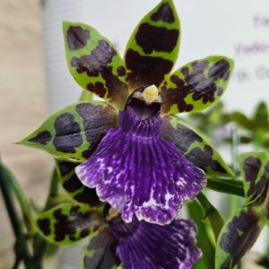 Арома Зигопеталум #97