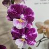 Фаленопсис 1цв.   #635