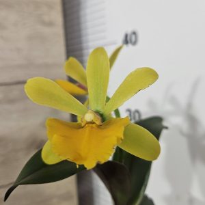 Катлея #368