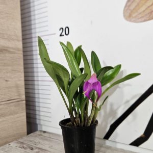 Alternative view of Орхидея Масдевалия | Рядък вид #106