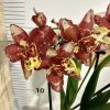 Ароматна орхидея ф9   # 02