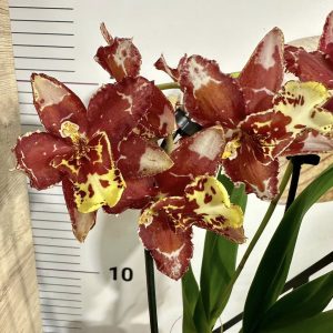 Ароматна орхидея ф9   # 02