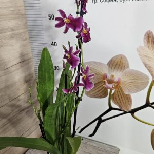 Alternative view of Ароматна Камбрия #105