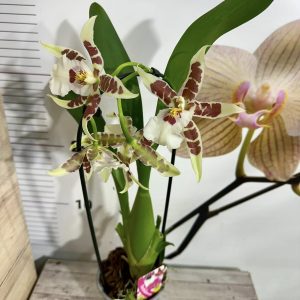 Alternative view of Ароматна орхидея ф9   # 03