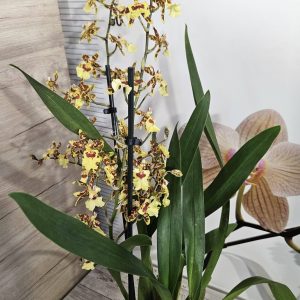 Alternative view of Ароматна Камбрия #104