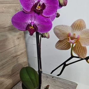 Alternative view of Фаленопсис 1цв.   #620