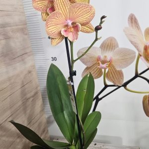 Alternative view of Фаленопсис 1цв.   #619