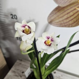 Alternative view of ТОП ОФЕРТА Милтония  #624