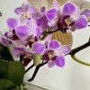 Фаленопсис ф9 #607