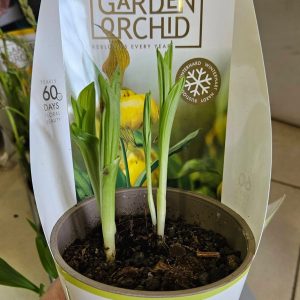 Градински орхидеи #619