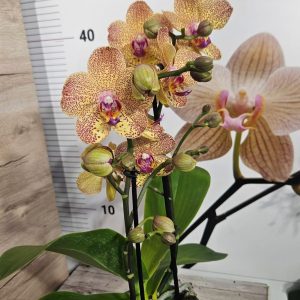 Alternative view of Фаленопсис 2цв. #615