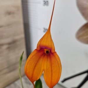 Орхидея Масдевалия | Рядък вид #610