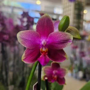 Ароматен Фаленопсис 2цв. Лиодоро   #612