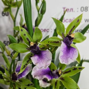 Alternative view of Арома Зигопеталум #94