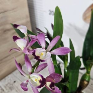 Alternative view of Катлея #20