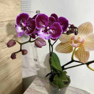 Alternative view of Фаленопсис 1цв.   #613