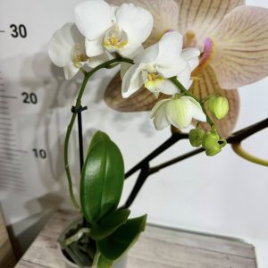 Alternative view of Фаленопсис ф9 #602