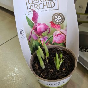 Градински орхидеи #620