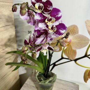 Alternative view of Фаленопсис 2цв. #614