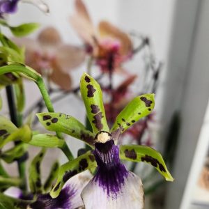 Арома Зигопеталум #95