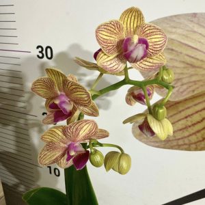 Фаленопсис ф9 #604