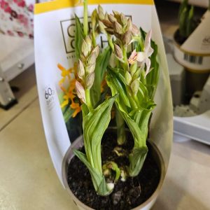 Градински орхидеи #620