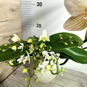 Фаленопсис Каскадна с кашпа #618