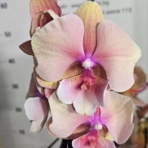 Фаленопсис 1цв.   #615