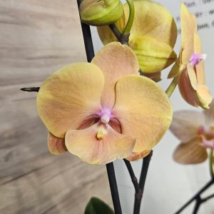 Фаленопсис 1цв.   #618