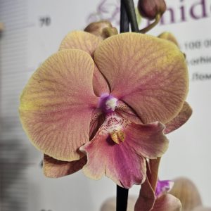Фаленопсис 1цв.   #630