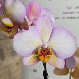 Alternative view of Фаленопсис 1 цв. #617