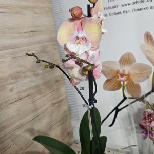 Alternative view of Фаленопсис 1цв.   #614