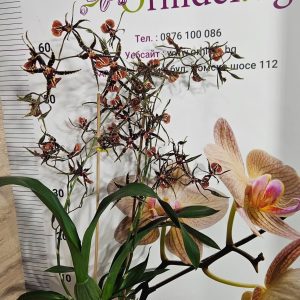 Alternative view of Ароматна Камбрия  Nelly Isler  #611