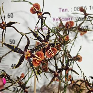 Ароматна Камбрия  Nelly Isler  #611