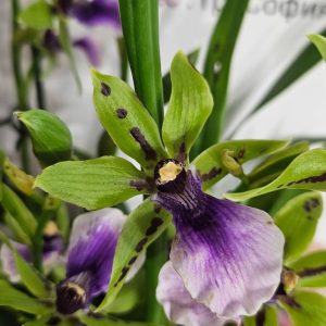 Арома Зигопеталум #94